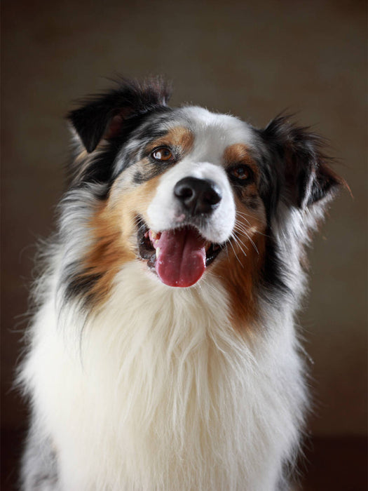 Cash, 5 Jahre - CALVENDO Foto-Puzzle'