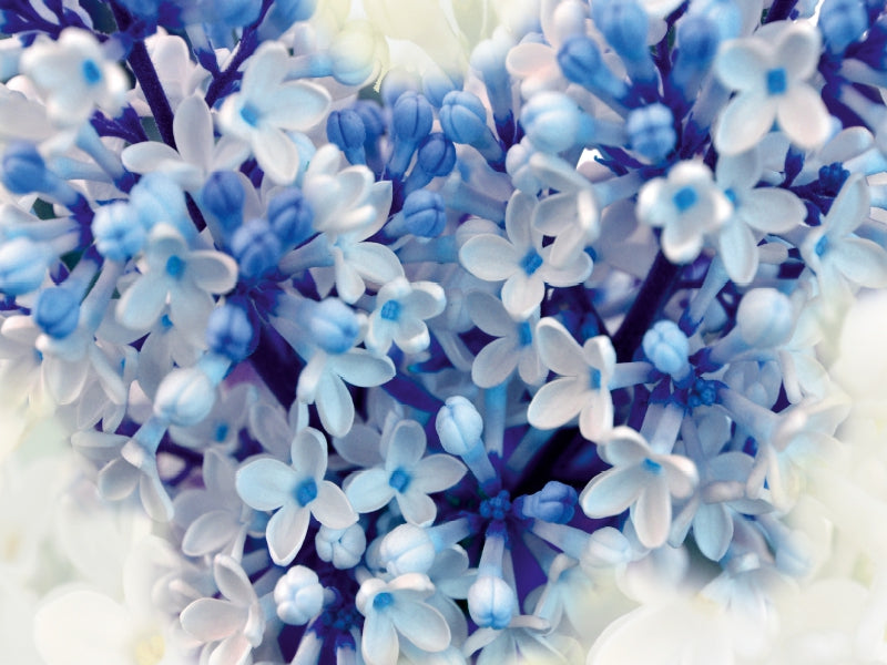 Blue lilac - CALVENDO photo puzzle 