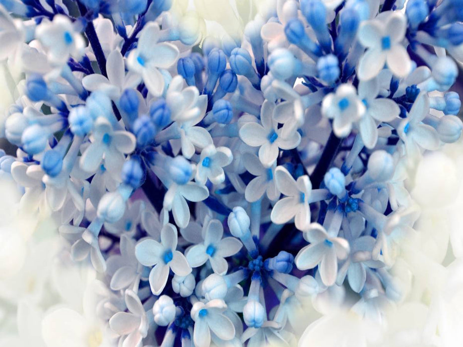 Blue lilac - CALVENDO photo puzzle 