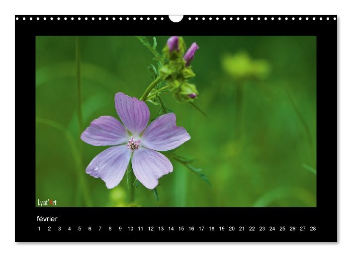 Fleurs et couleurs (Calendrier mural Calendrier perpétuel DIN A3 horizontal) (CALVENDO Calendrier mensuel 2015)