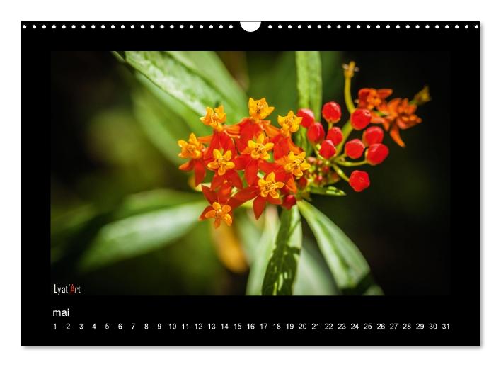 Fleurs et couleurs (Calendrier mural Calendrier perpétuel DIN A3 horizontal) (CALVENDO Calendrier mensuel 2015)