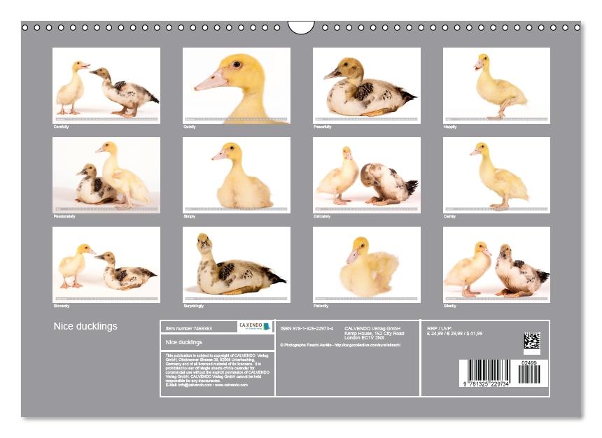 Nice ducklings (Wall Calendar perpetual DIN A3 Landscape) (CALVENDO Monthly Calendar 2017)