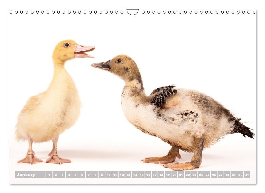 Nice ducklings (Wall Calendar perpetual DIN A3 Landscape) (CALVENDO Monthly Calendar 2017)