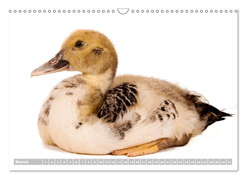 Nice ducklings (Wall Calendar perpetual DIN A3 Landscape) (CALVENDO Monthly Calendar 2017)