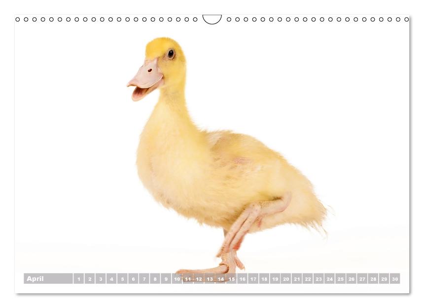 Nice ducklings (Wall Calendar perpetual DIN A3 Landscape) (CALVENDO Monthly Calendar 2017)