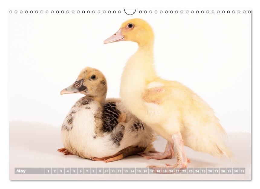 Nice ducklings (Wall Calendar perpetual DIN A3 Landscape) (CALVENDO Monthly Calendar 2017)