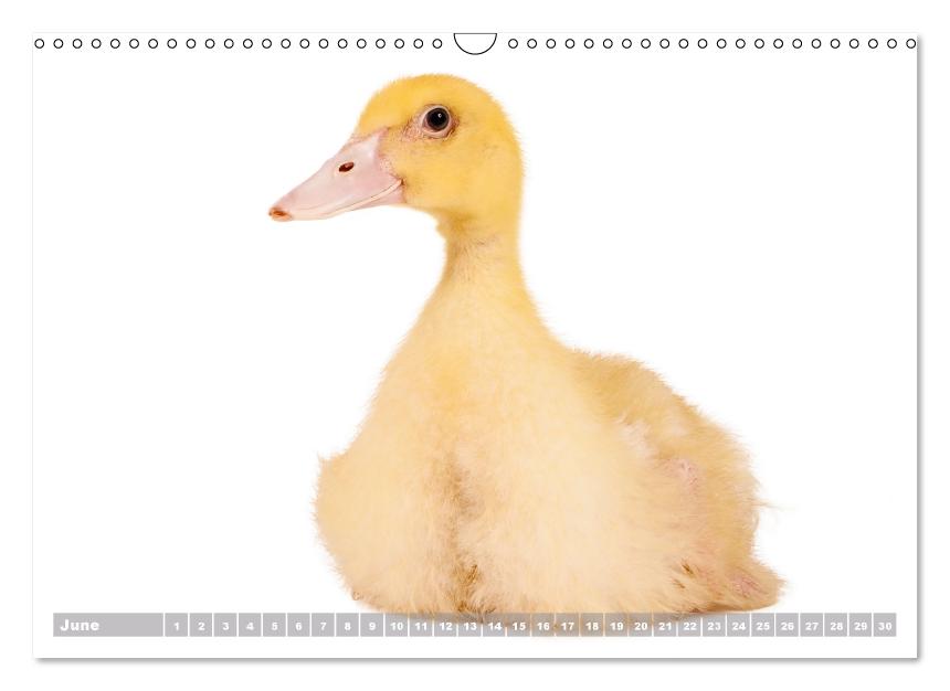 Nice ducklings (Wall Calendar perpetual DIN A3 Landscape) (CALVENDO Monthly Calendar 2017)