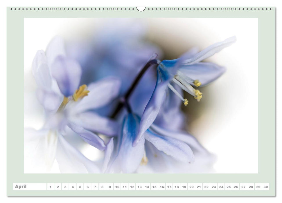 The joy of flowers (Premium-Calendar perpetual DIN A2 Landscape) (CALVENDO Premium-Calendar 2015)