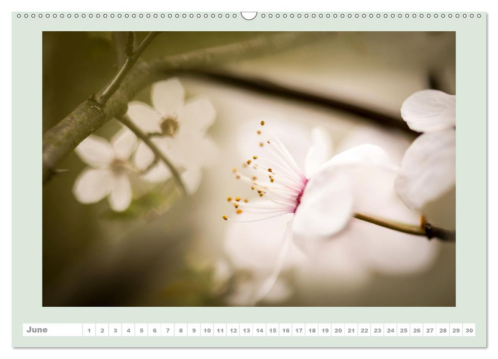 The joy of flowers (Premium-Calendar perpetual DIN A2 Landscape) (CALVENDO Premium-Calendar 2015)