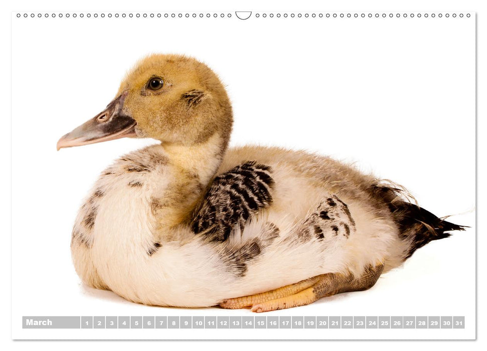 Nice ducklings (Premium-Calendar perpetual DIN A2 Landscape) (CALVENDO Premium-Calendar 2017)