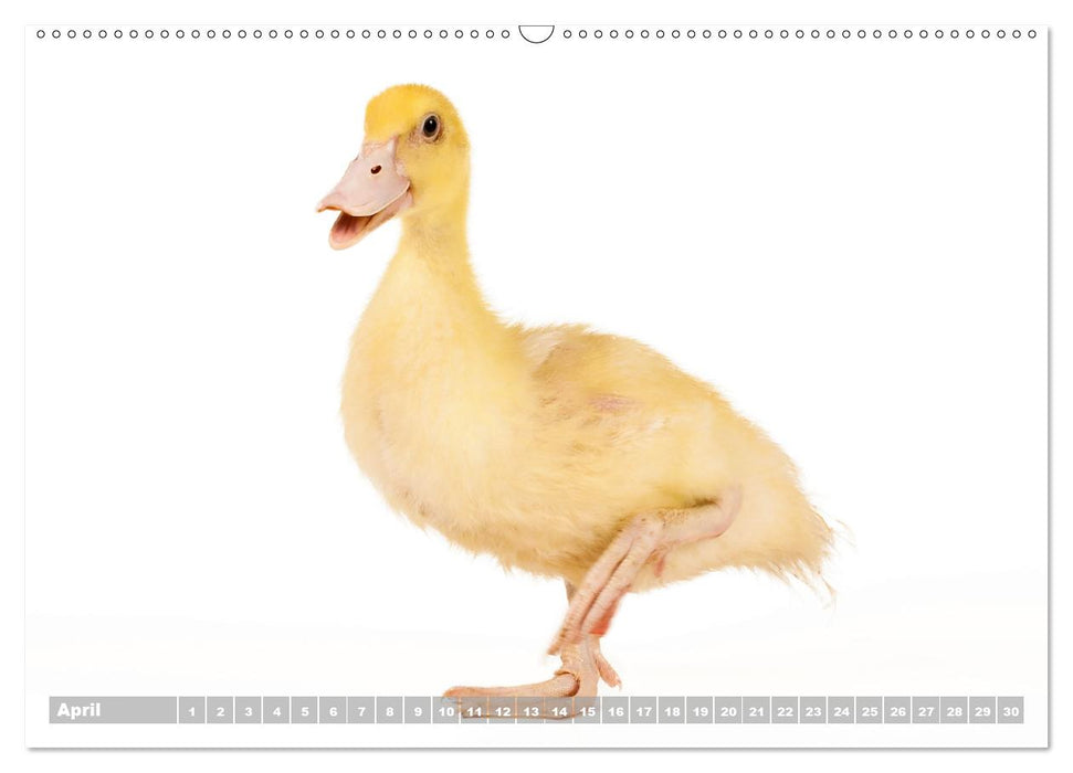 Nice ducklings (Premium-Calendar perpetual DIN A2 Landscape) (CALVENDO Premium-Calendar 2017)