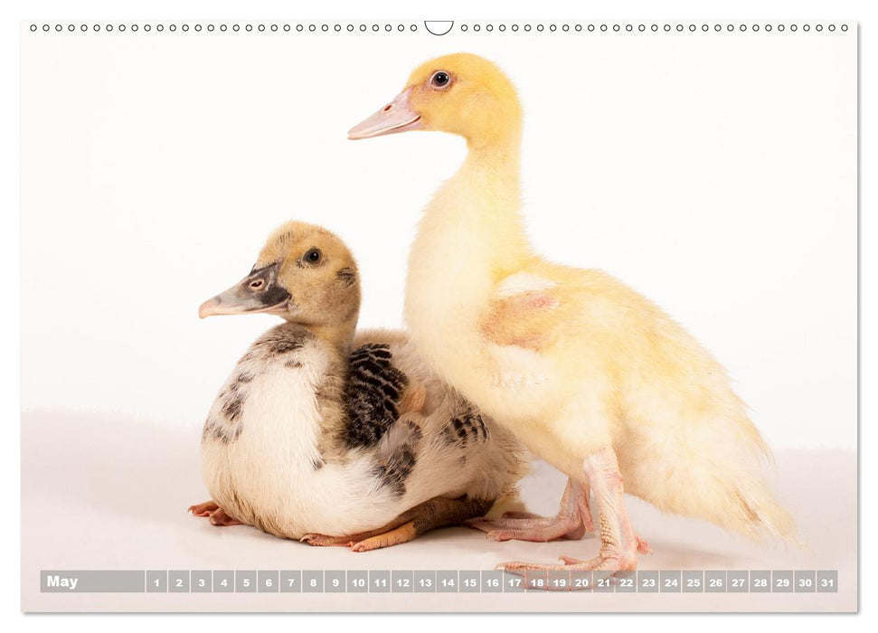 Nice ducklings (Premium-Calendar perpetual DIN A2 Landscape) (CALVENDO Premium-Calendar 2017)