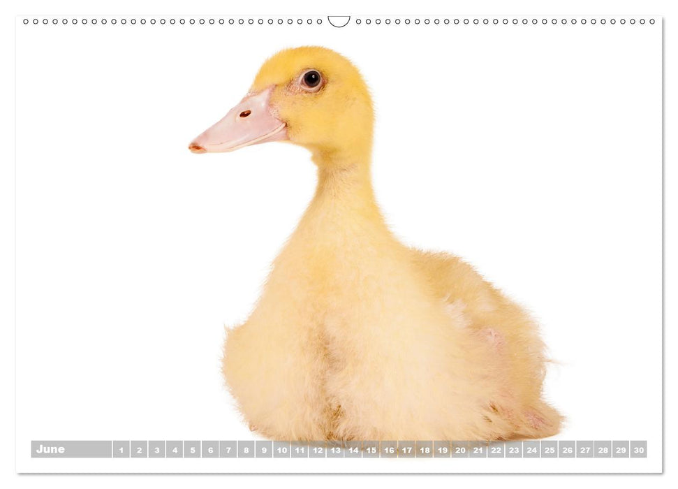 Nice ducklings (Premium-Calendar perpetual DIN A2 Landscape) (CALVENDO Premium-Calendar 2017)