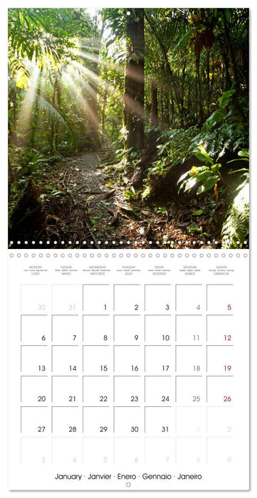 The Forest (CALVENDO Monthly Calendar 2025)