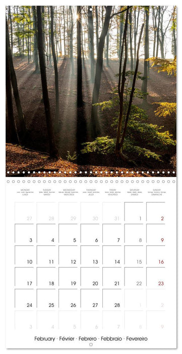 The Forest (CALVENDO Monthly Calendar 2025)