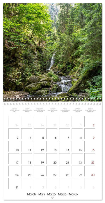 The Forest (CALVENDO Monthly Calendar 2025)