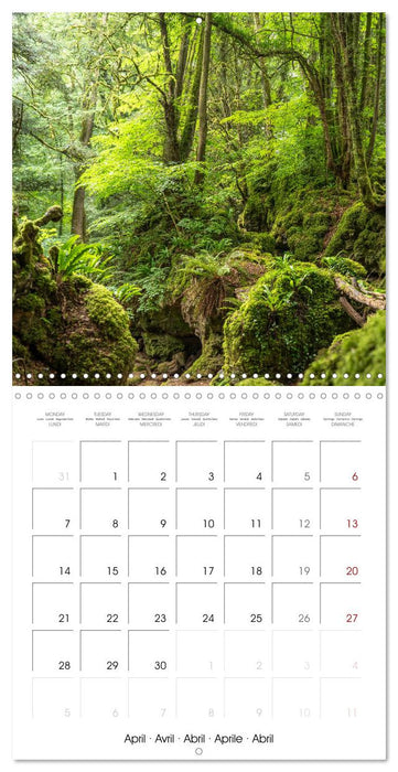 The Forest (CALVENDO Monthly Calendar 2025)