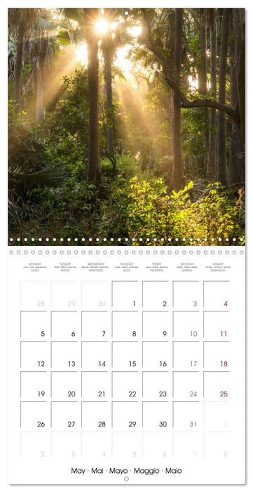 The Forest (CALVENDO Monthly Calendar 2025)