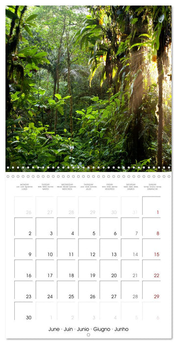 The Forest (CALVENDO Monthly Calendar 2025)