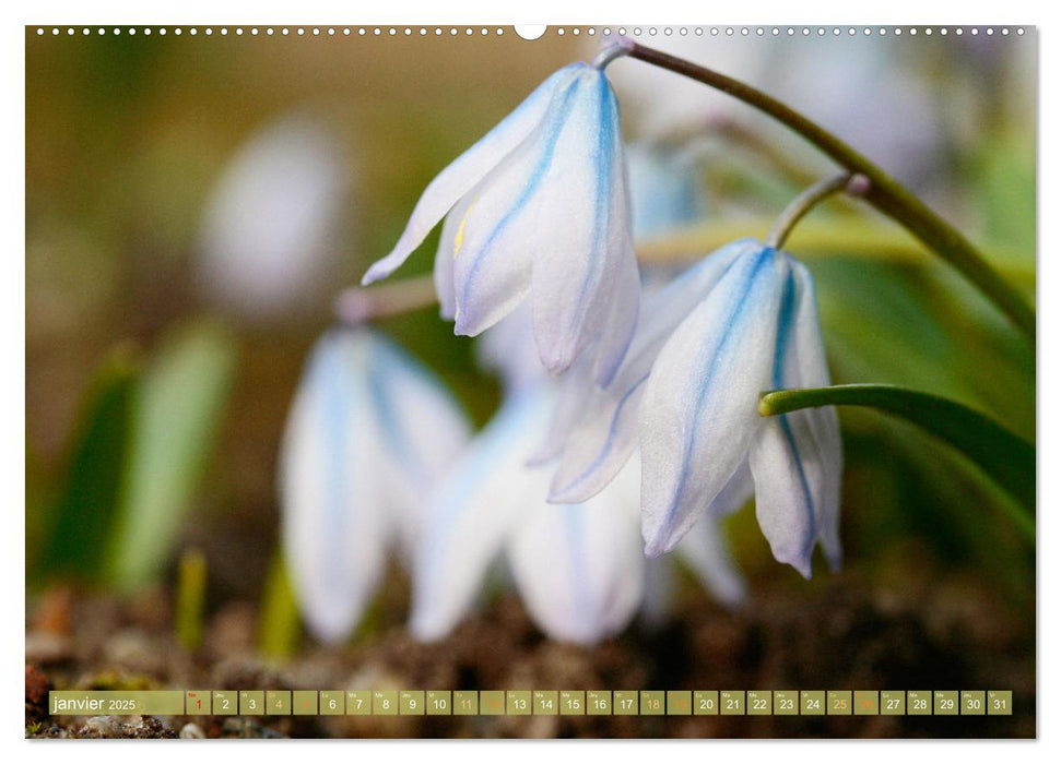 Une fête de fleurs (CALVENDO Calendrier mensuel 2025)