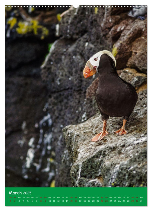 Our wild nature, American birds (CALVENDO Monthly Calendar 2025)