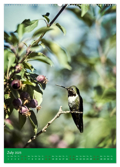 Our wild nature, American birds (CALVENDO Premium-Calendar 2025)