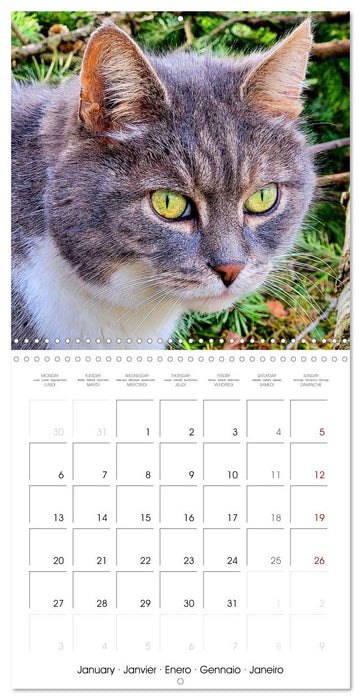 A cat lover's year (CALVENDO Monthly Calendar 2025)