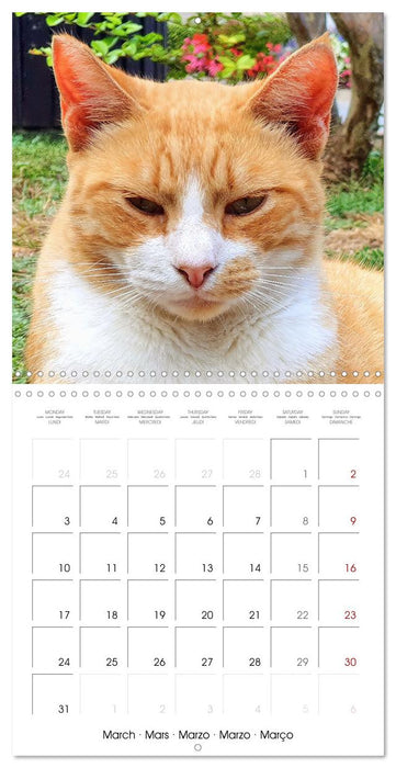 A cat lover's year (CALVENDO Monthly Calendar 2025)