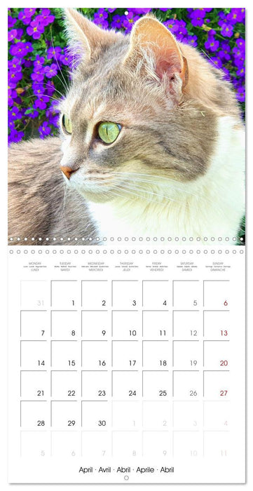 A cat lover's year (CALVENDO Monthly Calendar 2025)