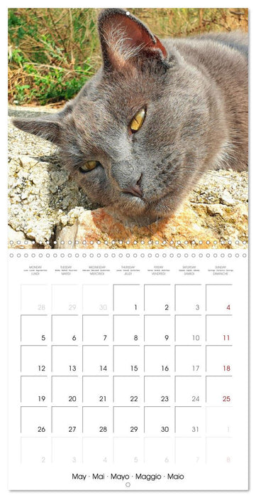 A cat lover's year (CALVENDO Monthly Calendar 2025)