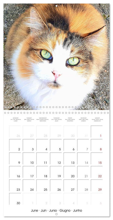 A cat lover's year (CALVENDO Monthly Calendar 2025)