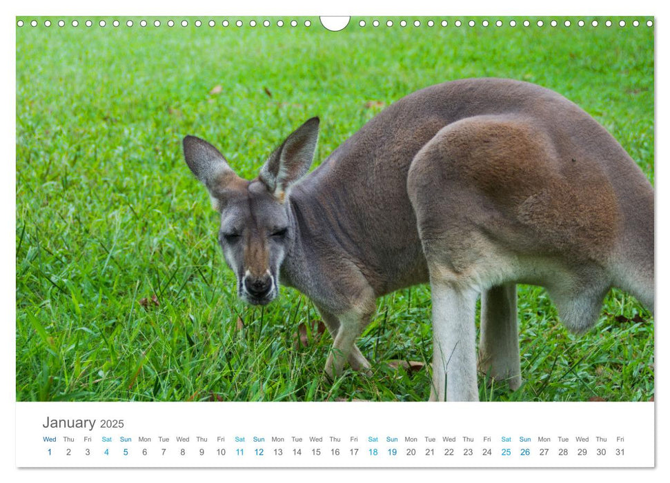 GDay Australia 2025 (CALVENDO Monthly Calendar 2025)