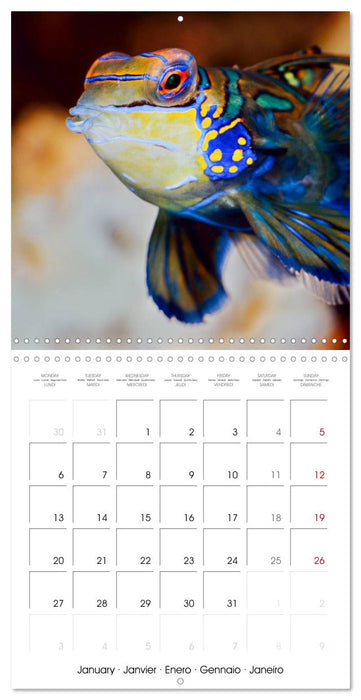 Fish magic (CALVENDO Monthly Calendar 2025)