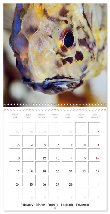 Fish magic (CALVENDO Monthly Calendar 2025)