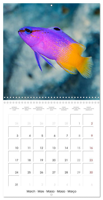 Fish magic (CALVENDO Monthly Calendar 2025)