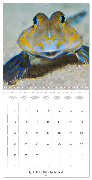 Fish magic (CALVENDO Monthly Calendar 2025)