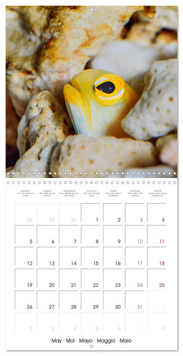 Fish magic (CALVENDO Monthly Calendar 2025)