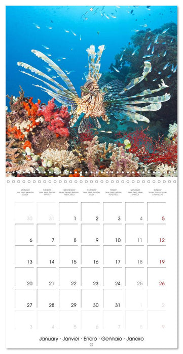 Diving in the deep blue sea (CALVENDO Monthly Calendar 2025)