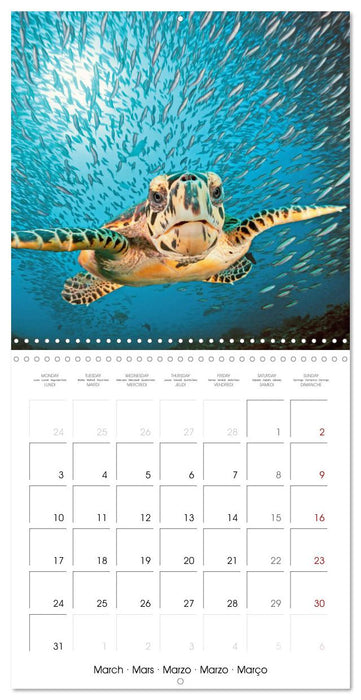 Diving in the deep blue sea (CALVENDO Monthly Calendar 2025)