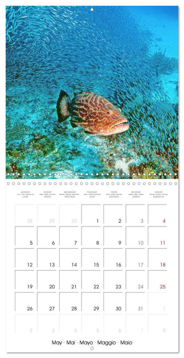 Diving in the deep blue sea (CALVENDO Monthly Calendar 2025)