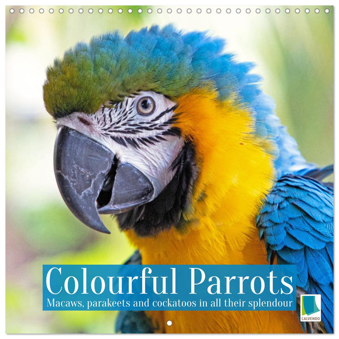 Colourful Parrots (CALVENDO Monthly Calendar 2025)