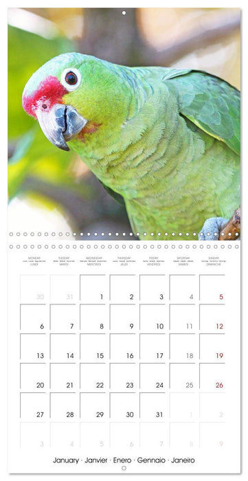 Colourful Parrots (CALVENDO Monthly Calendar 2025)