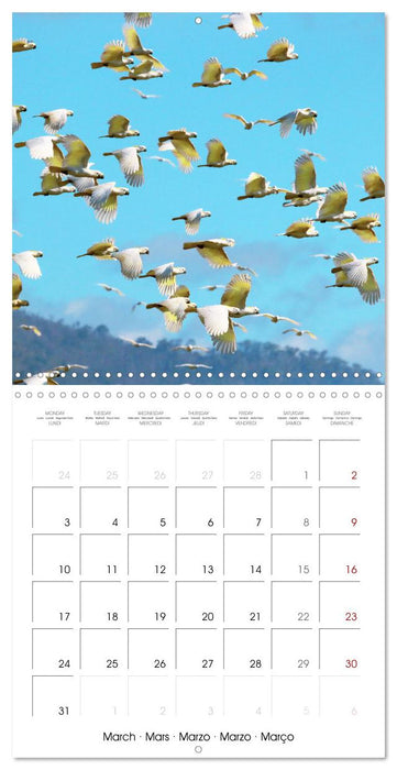 Colourful Parrots (CALVENDO Monthly Calendar 2025)