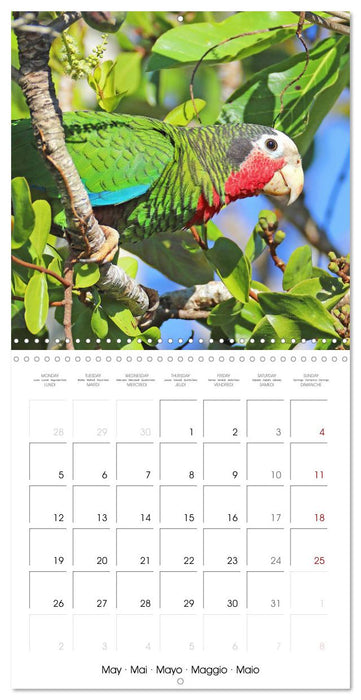 Colourful Parrots (CALVENDO Monthly Calendar 2025)