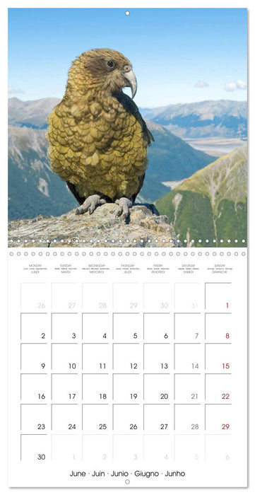 Colourful Parrots (CALVENDO Monthly Calendar 2025)