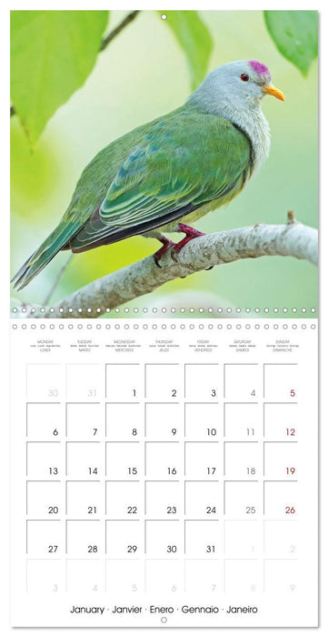 Doves: Gentle Beauty (CALVENDO Monthly Calendar 2025)