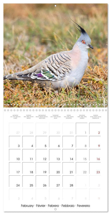 Doves: Gentle Beauty (CALVENDO Monthly Calendar 2025)