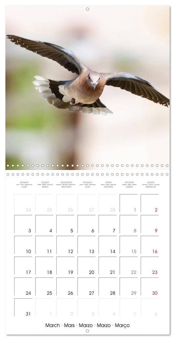 Doves: Gentle Beauty (CALVENDO Monthly Calendar 2025)