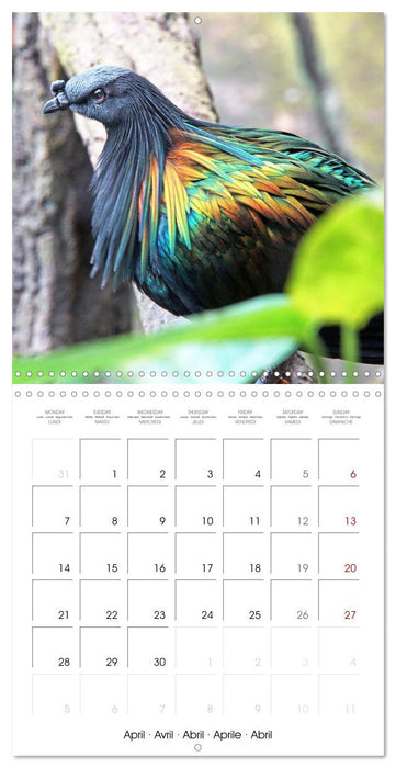 Doves: Gentle Beauty (CALVENDO Monthly Calendar 2025)