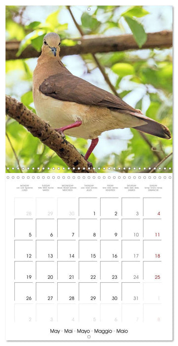 Doves: Gentle Beauty (CALVENDO Monthly Calendar 2025)